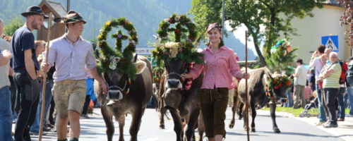 Bei den beliebten Almabtrieben wird die Rückkehr des Viehs und der Hirten gefeiert. © TVB Stubai Tirol