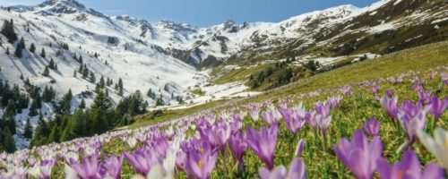 Krokusblüte im Tuxertal (C) Zillertal Tourismus, Thomas Pfister