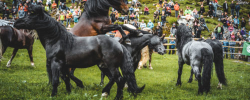 Hengstauftrieb in Kirchberg in Tirol © TVB Kitzbüheler Alpen – Brixental, Fotograf Mathäus Gartner