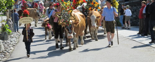 Almabtrieb Wildschönau durch Auffach Schwaighof © Wildschönau Tourismus