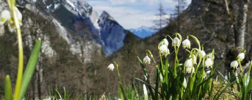 Der Issanger im Frühling (c)hall-wattens.at