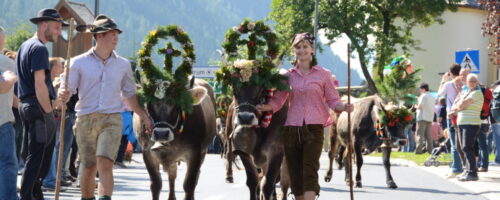 Mit viel Herzblut werden die Tiere im Stubaital geschmückt und bei den Almabtrieben nach Hause geführt. © TVB Stubai Tirol