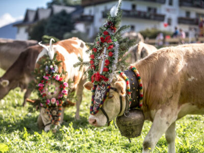 Almabtriebe in Fügen-Kaltenbach 2024