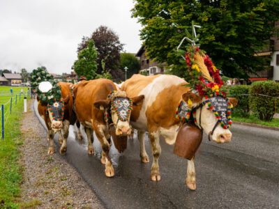 Auftakt der Herbstsaison: Traditionelle Almabtriebe im Brixental