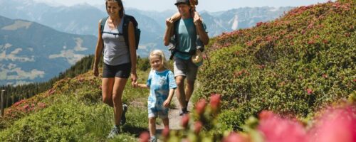 Von Mitte Juni bis Mitte Juli blühen die Almrosen in prächtigen Farben. Den ersten Gipfelsieg können die Kleinsten auf dem Wiedersberger Horn erleben. © Alpbachtal Tourismus