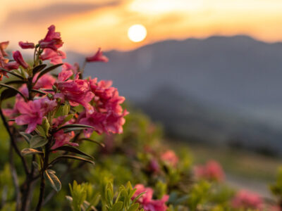Almrosen stehen im Alpbachtal in voller Blüte