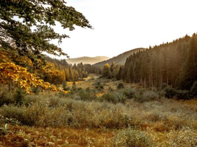 Naturtipp am Wilden Kaiser: Das  Moor als einzigartiger Lebensraum für Entdecker und Familien