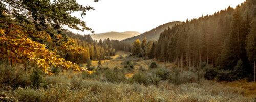 Der Naturschatz Moor lässt sich in der Region Wilder Kaiser erkunden. © Manuel Bialucha