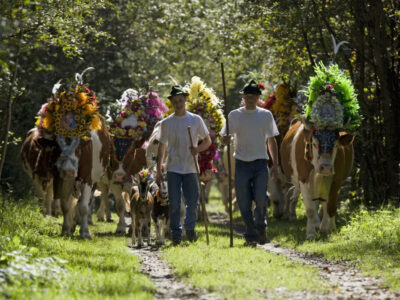 Alpine Tradition im Herzen: Der Almabtrieb im Zillertal