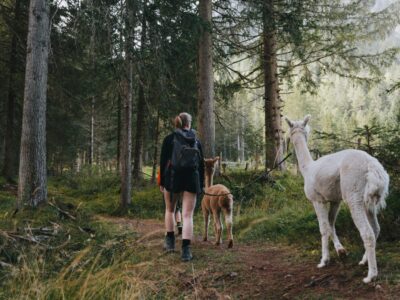 Tierische Erlebnisse in Tirol: Auf den Spuren der Big Five, Almabtrieb und Alpaka-Yoga